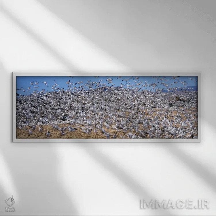 تابلو دکوراتیو Bosque Del Apache National Wildlife Reserve, Socorro Co… اثر پانورامیک ایمجز - نمای قابدار سفید