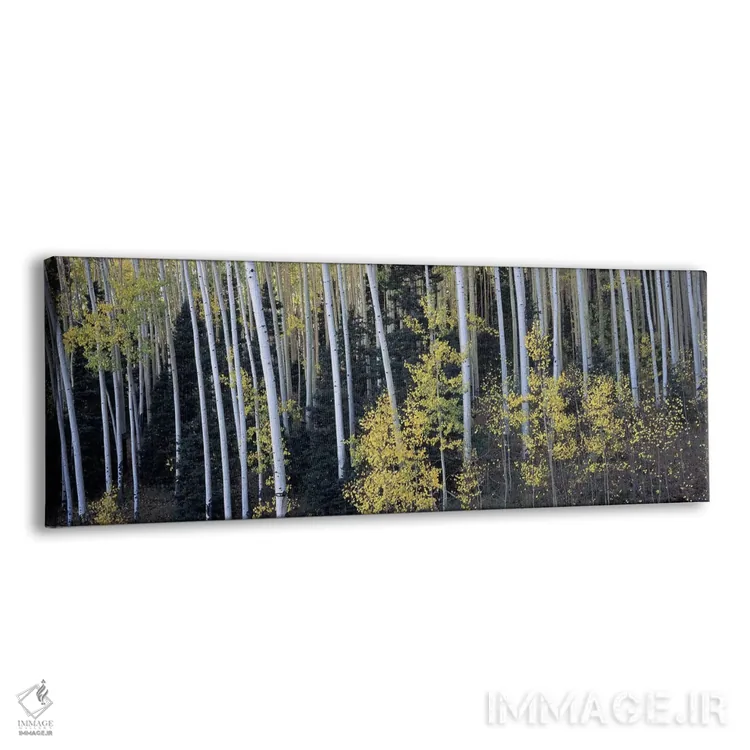 تابلو دکوراتیو Aspen, Pitkin County, Colorado, USA,درختان آسپن در جنگل… اثر پانورامیک ایمجز - نمای پرسپکتیو محصول