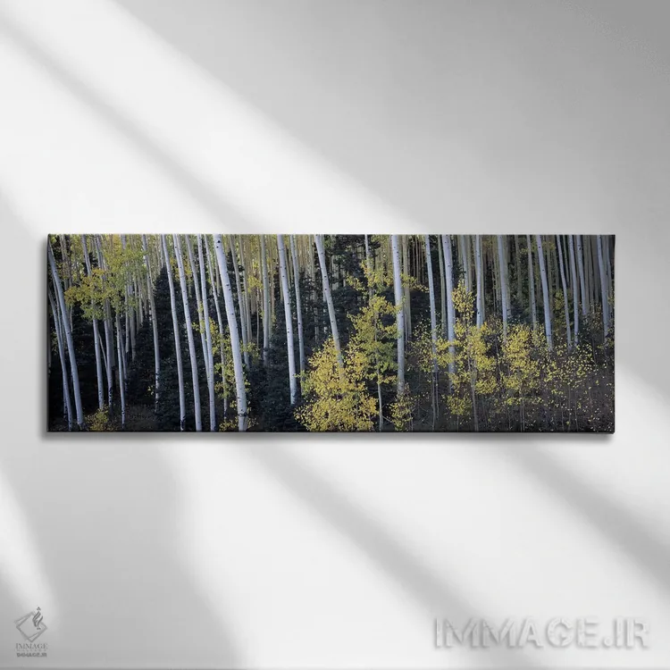 تابلو دکوراتیو Aspen, Pitkin County, Colorado, USA,درختان آسپن در جنگل… اثر پانورامیک ایمجز - نمای روبهرو روی دیوار