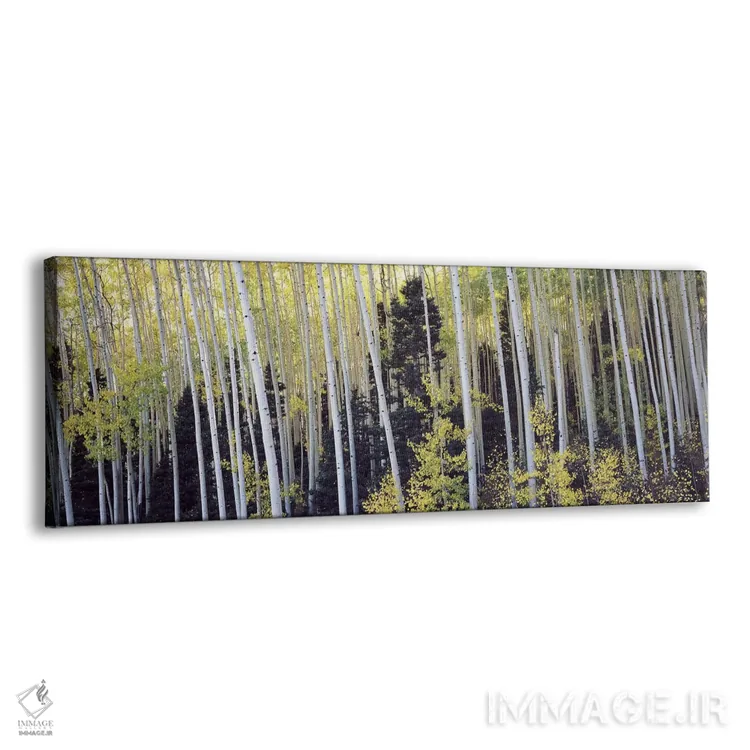 تابلو دکوراتیو Aspen, Pitkin County, Colorado, USA #2,درختان آسپن در ج… اثر پانورامیک ایمجز - نمای پرسپکتیو محصول