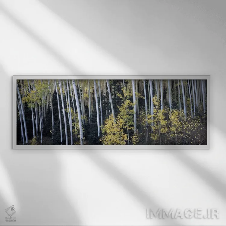 تابلو دکوراتیو Aspen, Pitkin County, Colorado, USA,درختان آسپن در جنگل… اثر پانورامیک ایمجز - نمای قابدار سفید