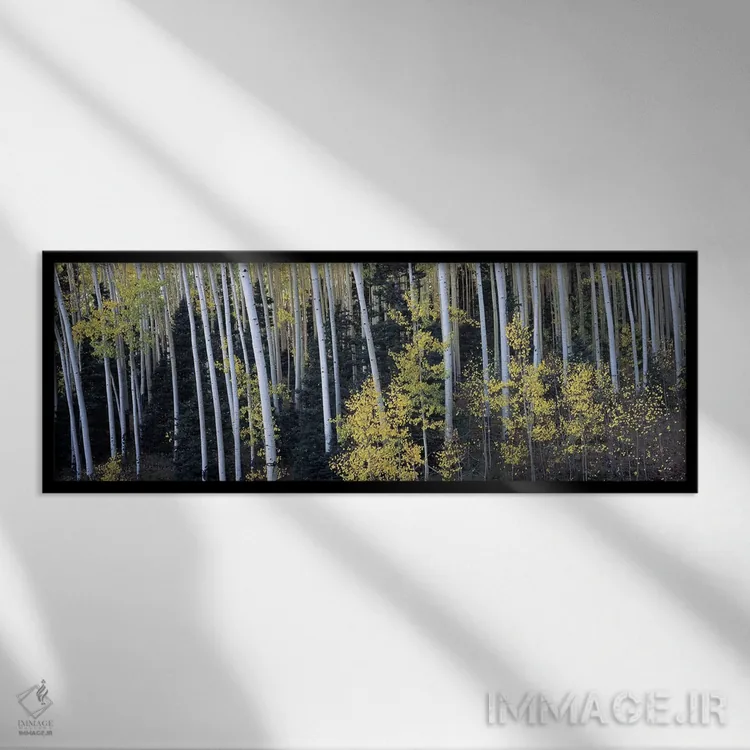 تابلو دکوراتیو Aspen, Pitkin County, Colorado, USA,درختان آسپن در جنگل… اثر پانورامیک ایمجز - نمای قابدار مشکی