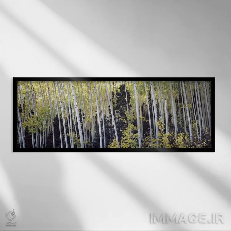 تابلو دکوراتیو Aspen, Pitkin County, Colorado, USA #2,درختان آسپن در ج… اثر پانورامیک ایمجز - نمای قابدار مشکی