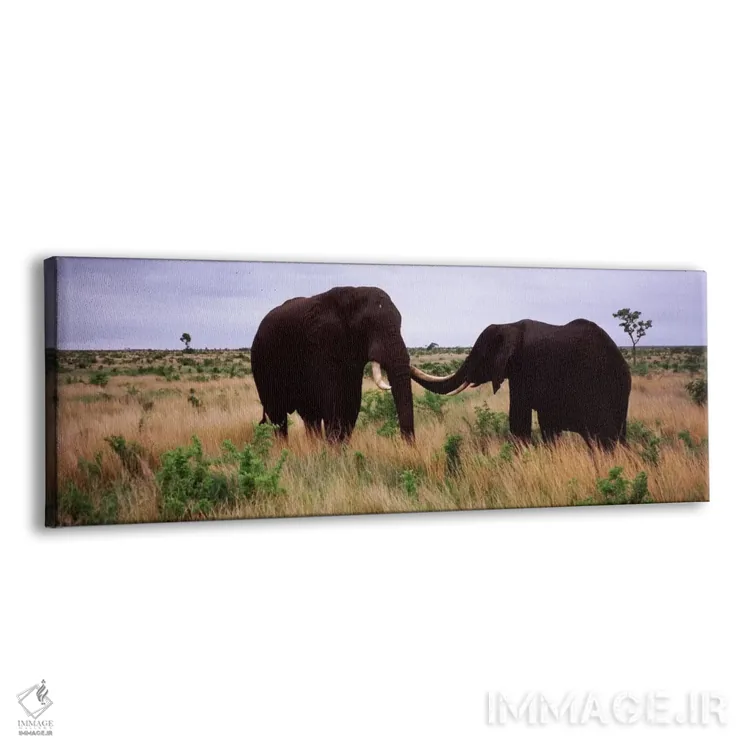 تابلو دکوراتیو Kruger National Park, South Africa,دو فیل آفریقایی در ح… اثر پانورامیک ایمجز - نمای پرسپکتیو محصول