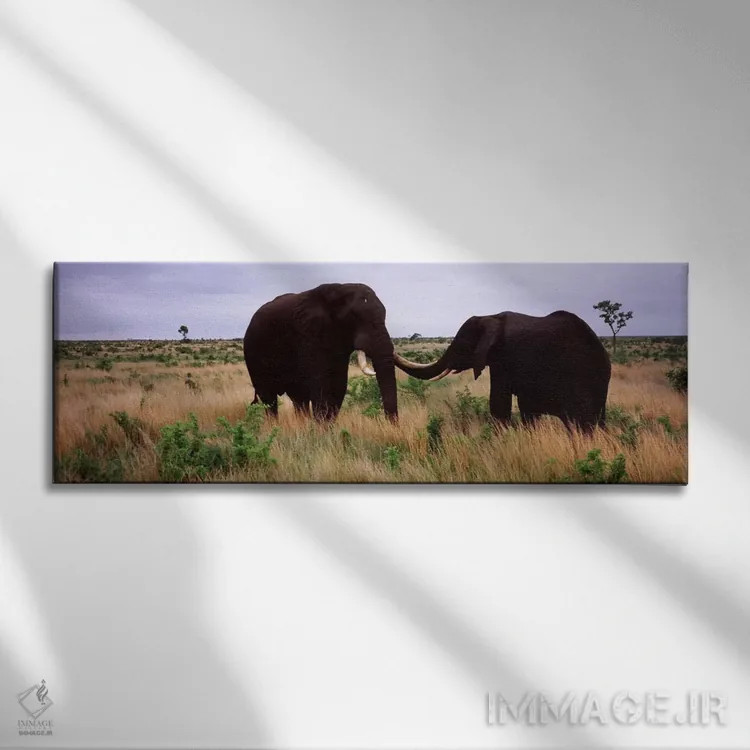 تابلو دکوراتیو Kruger National Park, South Africa,دو فیل آفریقایی در ح… اثر پانورامیک ایمجز - نمای روبهرو روی دیوار