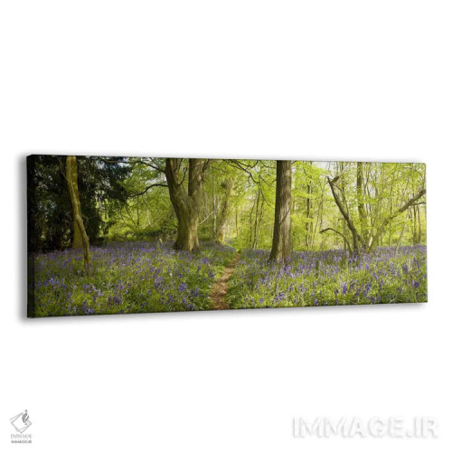 تابلو دکوراتیو Thursford Wood, Norfolk, England,درختان در جنگل، جنگل ت… اثر پانورامیک ایمجز - نمای پرسپکتیو محصول