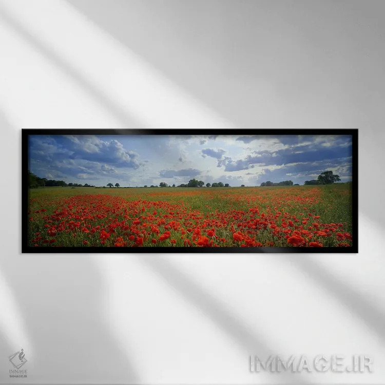 تابلو دکوراتیو Norfolk, England #2,شقایق ها در یک مزرعه، نورفک، انگلست… اثر پانورامیک ایمجز - نمای قابدار مشکی