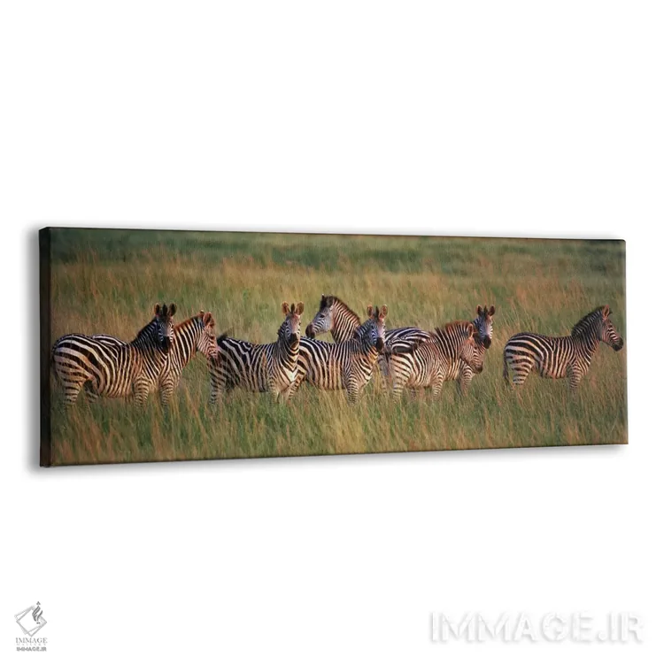 تابلو دکوراتیو Masai Mara National Reserve, Kenya,گورخرهای برچل در جنگ… اثر پانورامیک ایمجز - نمای پرسپکتیو محصول
