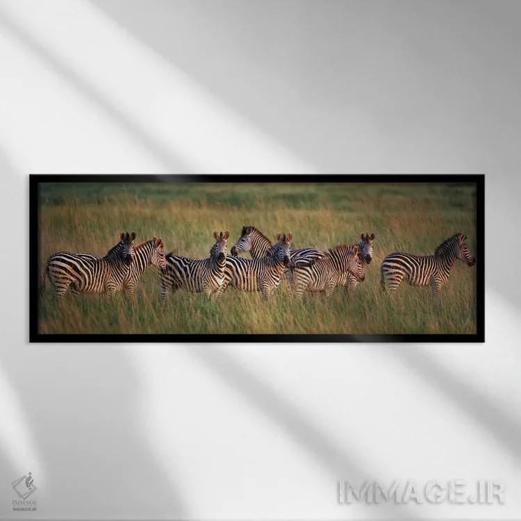 تابلو دکوراتیو Masai Mara National Reserve, Kenya,گورخرهای برچل در جنگ… اثر پانورامیک ایمجز - نمای قابدار مشکی