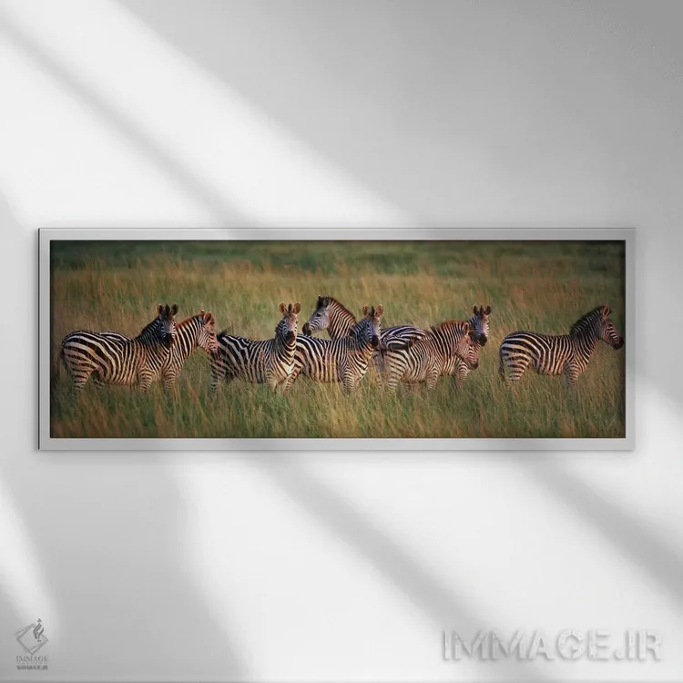 تابلو دکوراتیو Masai Mara National Reserve, Kenya,گورخرهای برچل در جنگ… اثر پانورامیک ایمجز - نمای قابدار سفید