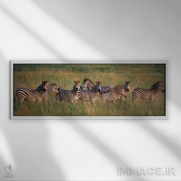 تابلو دکوراتیو Masai Mara National Reserve, Kenya,گورخرهای برچل در جنگ… اثر پانورامیک ایمجز - نمای قابدار سفید