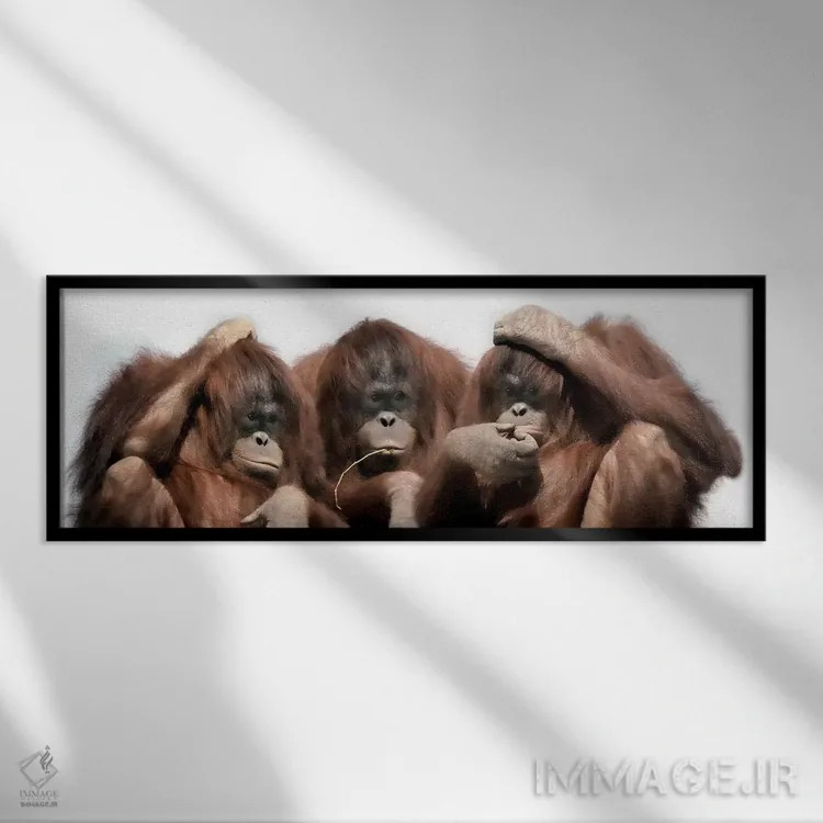 تابلو دکوراتیو نمای نزدیک از سه اورانگوتان اثر پانورامیک ایمجز - نمای قابدار مشکی