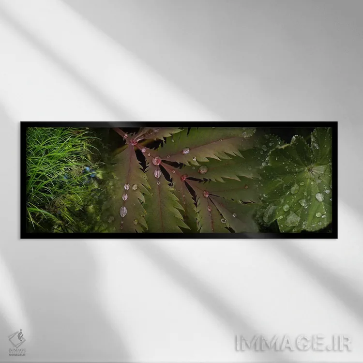 تابلو دکوراتیو نمای نزدیک از برگ ها با قطرات آب اثر پانورامیک ایمجز - نمای قابدار مشکی