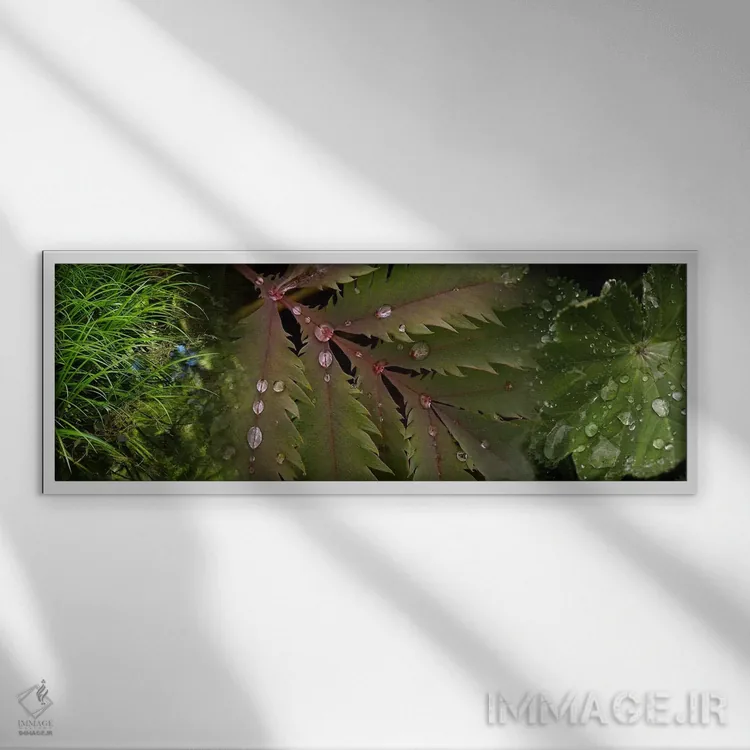 تابلو دکوراتیو نمای نزدیک از برگ ها با قطرات آب اثر پانورامیک ایمجز - نمای قابدار سفید