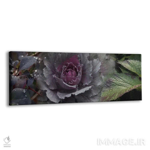 تابلو دکوراتیو نمای نزدیک از برگ ها و کلم تزیینی با قطرات آب اثر پانورامیک ایمجز - نمای پرسپکتیو محصول
