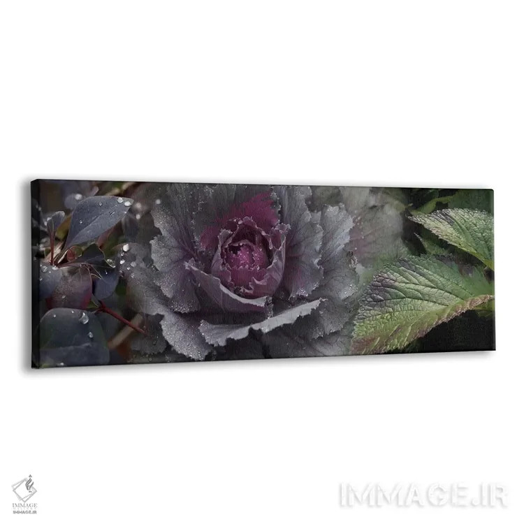 تابلو دکوراتیو نمای نزدیک از برگ ها و کلم تزیینی با قطرات آب اثر پانورامیک ایمجز - نمای پرسپکتیو محصول