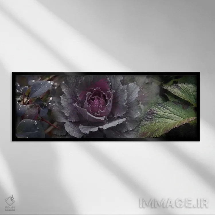 تابلو دکوراتیو نمای نزدیک از برگ ها و کلم تزیینی با قطرات آب اثر پانورامیک ایمجز - نمای قابدار مشکی