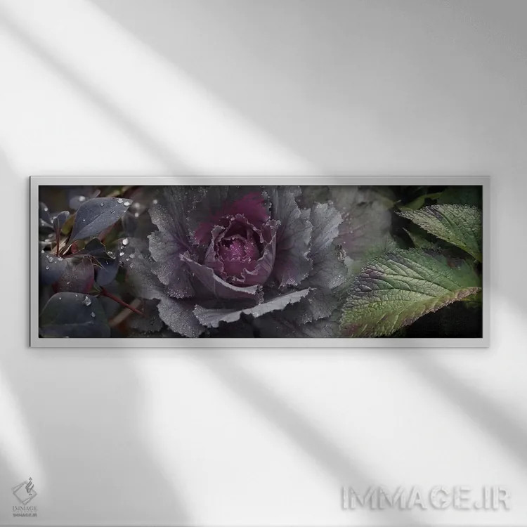 تابلو دکوراتیو نمای نزدیک از برگ ها و کلم تزیینی با قطرات آب اثر پانورامیک ایمجز - نمای قابدار سفید