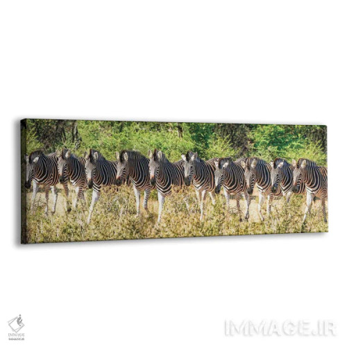 تابلو دکوراتیو خانواده گورخرهای آفریقایی اثر رندا تامپسون - نمای پرسپکتیو محصول