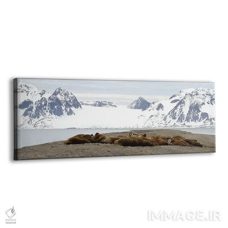 تابلو دکوراتیو کلونی شیر دریایی اثر رامونا هاینر - نمای پرسپکتیو محصول