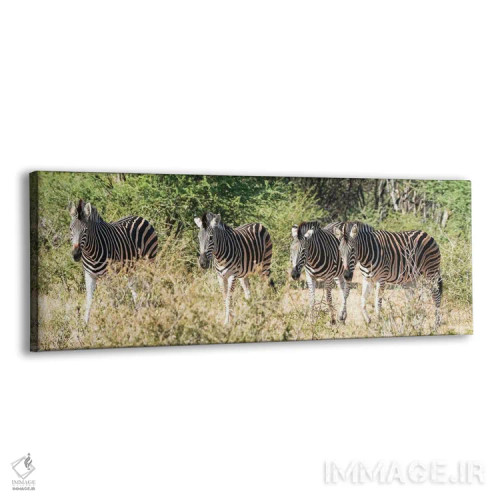 تابلو دکوراتیو چهار گورخر آفریقایی اثر رندا تامپسون - نمای پرسپکتیو محصول