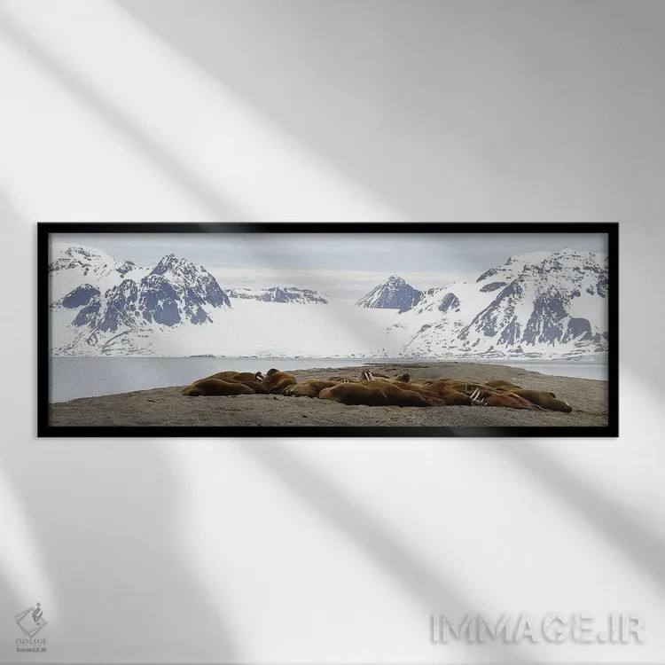 تابلو دکوراتیو کلونی شیر دریایی اثر رامونا هاینر - نمای قابدار مشکی