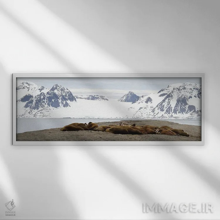 تابلو دکوراتیو کلونی شیر دریایی اثر رامونا هاینر - نمای قابدار سفید