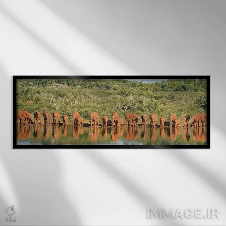 تابلو دکوراتیو خانواده بزرگ فیل های آفریقایی اثر رندا تامپسون - نمای قابدار مشکی