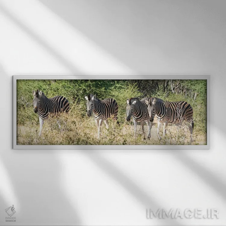 تابلو دکوراتیو چهار گورخر آفریقایی اثر رندا تامپسون - نمای قابدار سفید