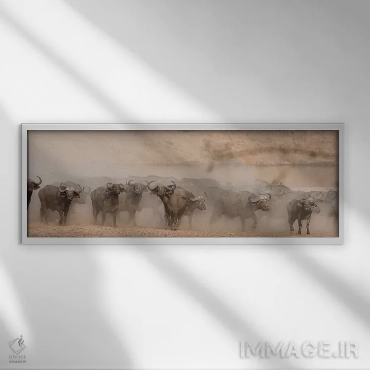 تابلو دکوراتیو بوفالوی ترسیده اثر اسکات بنیون - نمای قابدار سفید