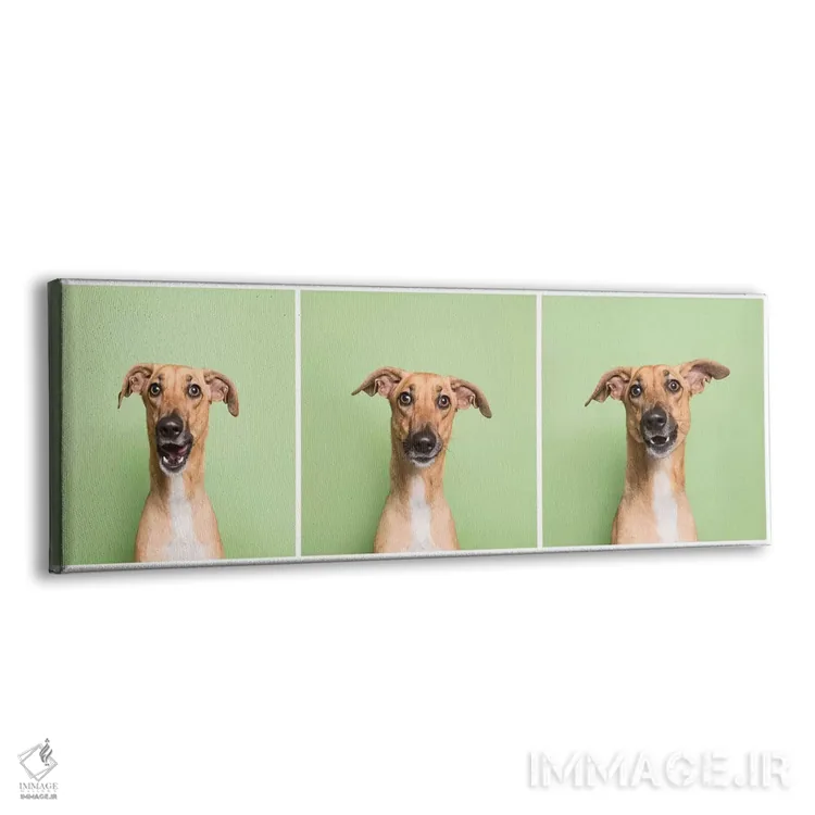 تابلو دکوراتیو کورا سگ نجات یافته اثر سوفی گامان - نمای پرسپکتیو محصول