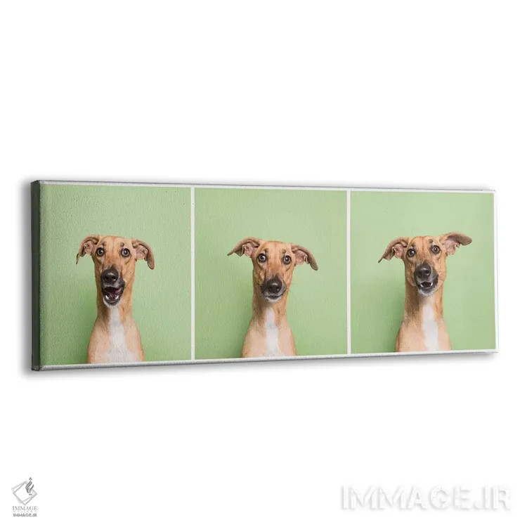 تابلو دکوراتیو کورا سگ نجات یافته اثر سوفی گامان - نمای پرسپکتیو محصول