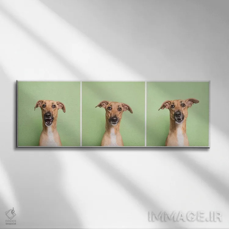 تابلو دکوراتیو کورا سگ نجات یافته اثر سوفی گامان - نمای روبهرو روی دیوار
