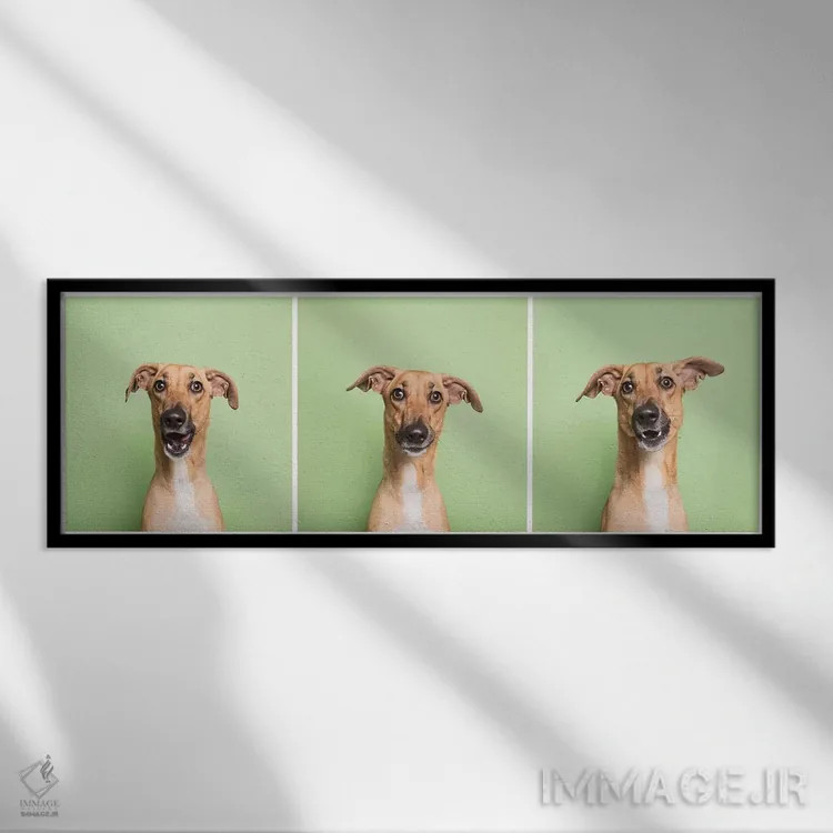 تابلو دکوراتیو کورا سگ نجات یافته اثر سوفی گامان - نمای قابدار مشکی