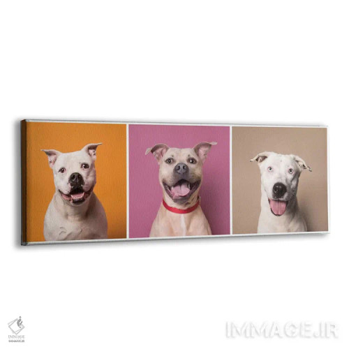 تابلو دکوراتیو Bullet And Ariel,سگ های نجات یافته خندان: پتن، بولت و آریل اثر سوفی گامان - نمای پرسپکتیو محصول