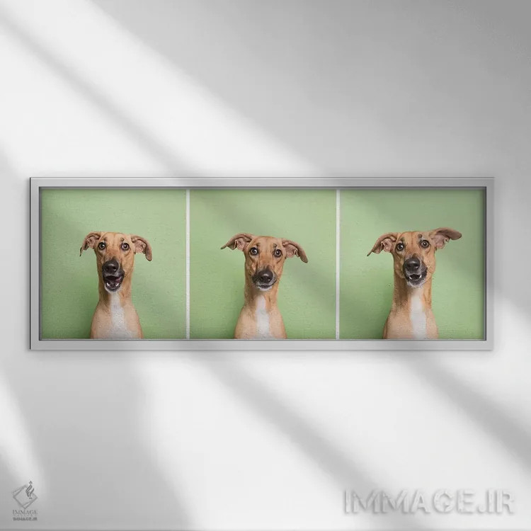 تابلو دکوراتیو کورا سگ نجات یافته اثر سوفی گامان - نمای قابدار سفید