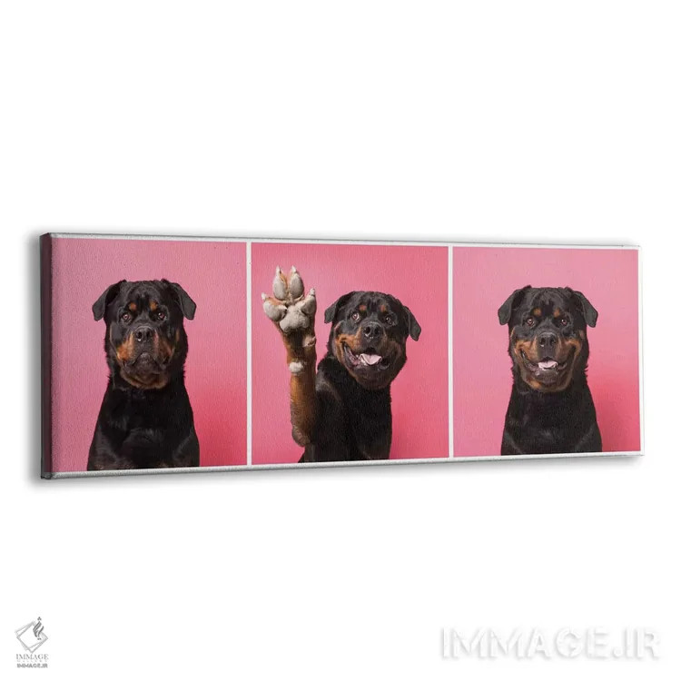 تابلو دکوراتیو بزن قدش! بو سگ نجات یافته اثر سوفی گامان - نمای پرسپکتیو محصول