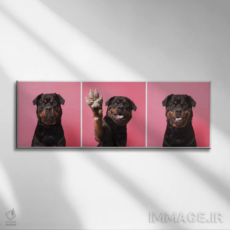 تابلو دکوراتیو بزن قدش! بو سگ نجات یافته اثر سوفی گامان - نمای روبهرو روی دیوار