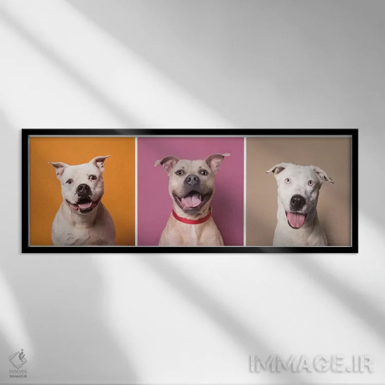 تابلو دکوراتیو Bullet And Ariel,سگ های نجات یافته خندان: پتن، بولت و آریل اثر سوفی گامان - نمای قابدار مشکی