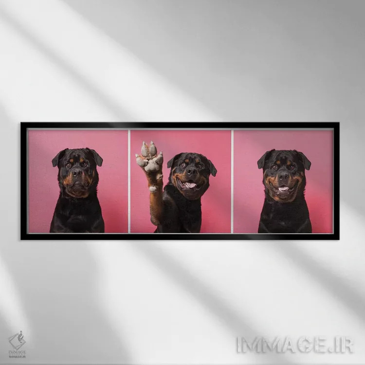 تابلو دکوراتیو بزن قدش! بو سگ نجات یافته اثر سوفی گامان - نمای قابدار مشکی