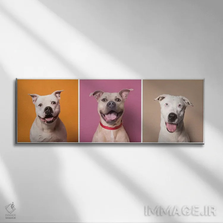 تابلو دکوراتیو Bullet And Ariel,سگ های نجات یافته خندان: پتن، بولت و آریل اثر سوفی گامان - نمای روبهرو روی دیوار
