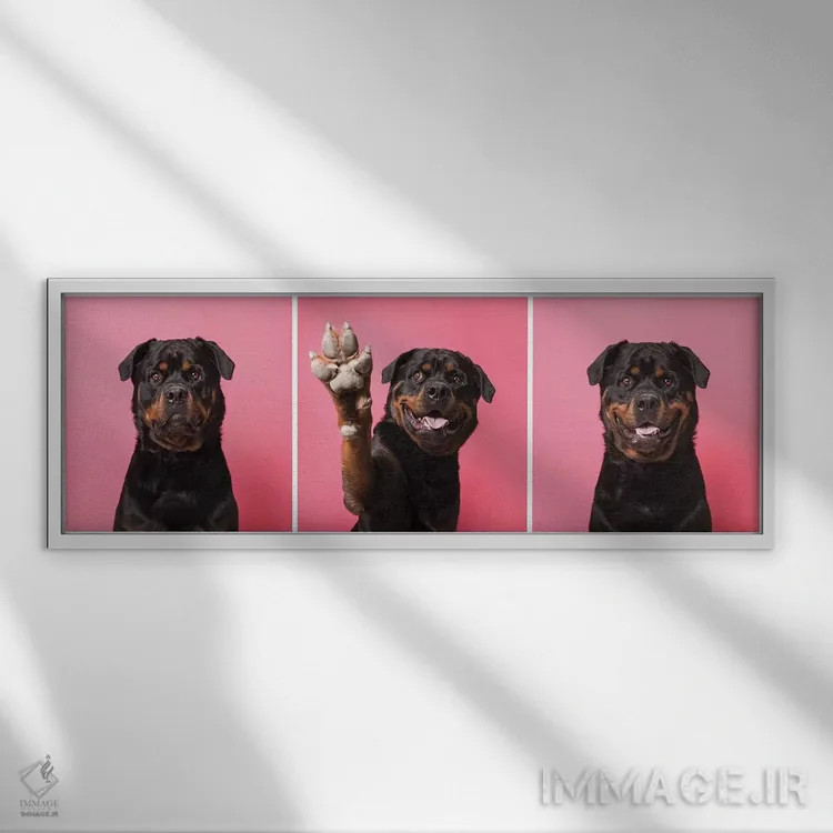 تابلو دکوراتیو بزن قدش! بو سگ نجات یافته اثر سوفی گامان - نمای قابدار سفید