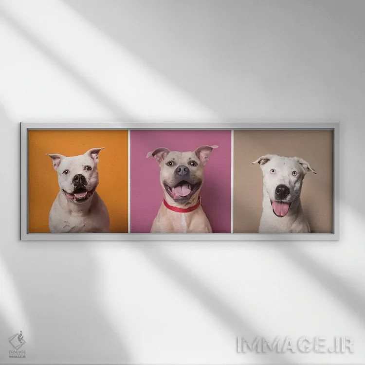 تابلو دکوراتیو Bullet And Ariel,سگ های نجات یافته خندان: پتن، بولت و آریل اثر سوفی گامان - نمای قابدار سفید