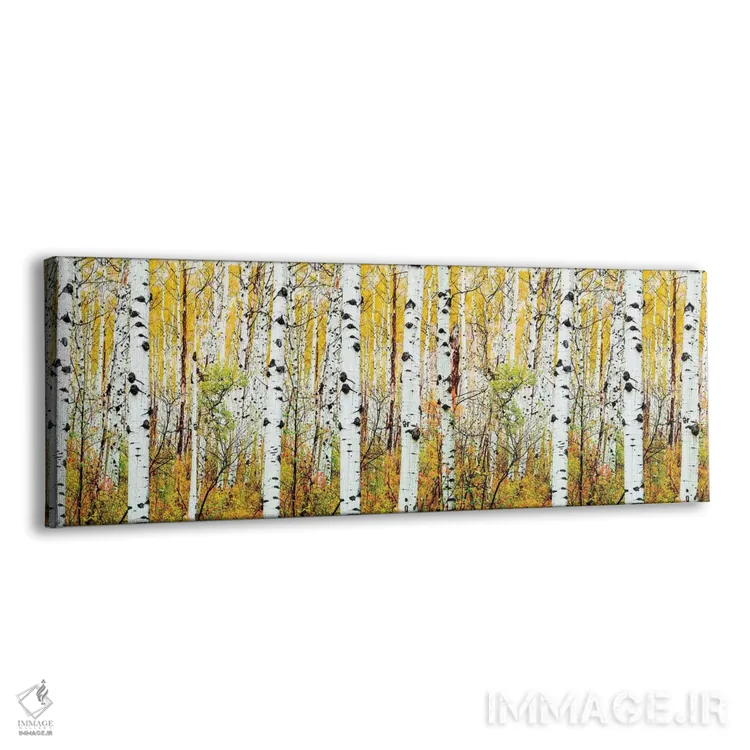 تابلو دکوراتیو Colorado,پانوراما درختان آسپن، کلرادو اثر سوزانه کرمر - نمای پرسپکتیو محصول