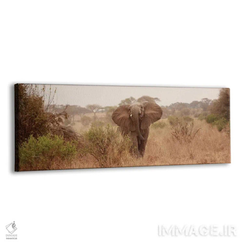 تابلو دکوراتیو فیل در ساوانا اثر سوزان میشال - نمای پرسپکتیو محصول