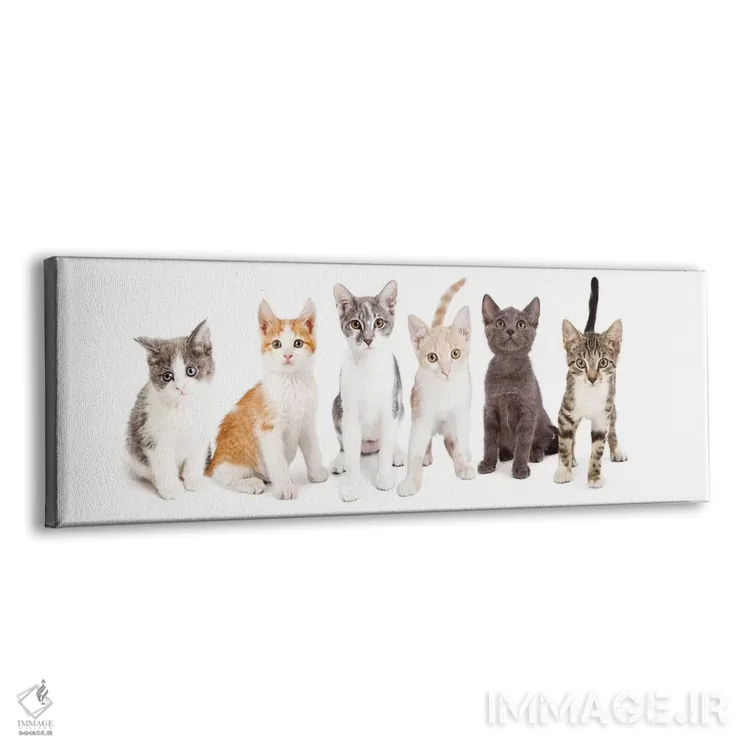 تابلو دکوراتیو ردیفی از بچه گربه های بامزه کنار هم اثر سوزان ریچی - نمای پرسپکتیو محصول