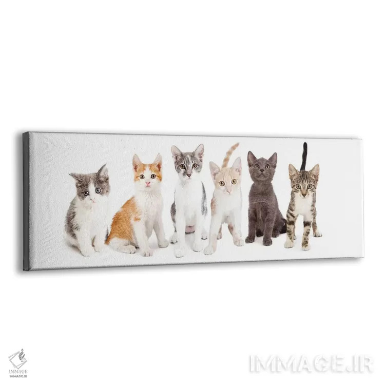 تابلو دکوراتیو ردیفی از بچه گربه های بامزه کنار هم اثر سوزان ریچی - نمای پرسپکتیو محصول