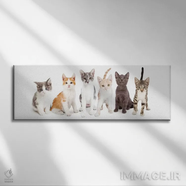 تابلو دکوراتیو ردیفی از بچه گربه های بامزه کنار هم اثر سوزان ریچی - نمای روبهرو روی دیوار