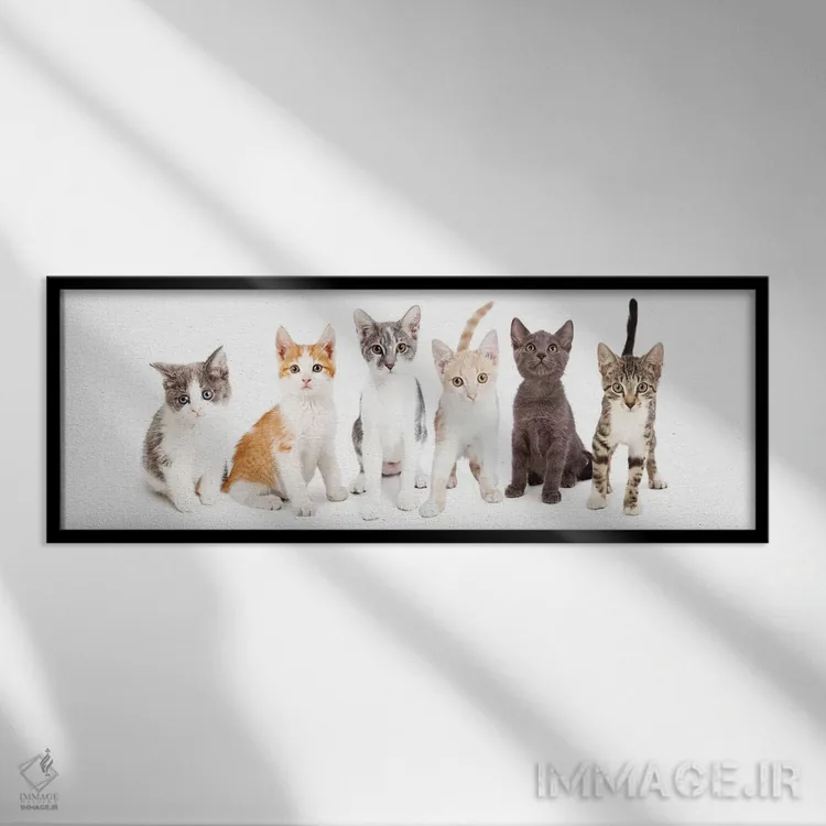 تابلو دکوراتیو ردیفی از بچه گربه های بامزه کنار هم اثر سوزان ریچی - نمای قابدار مشکی
