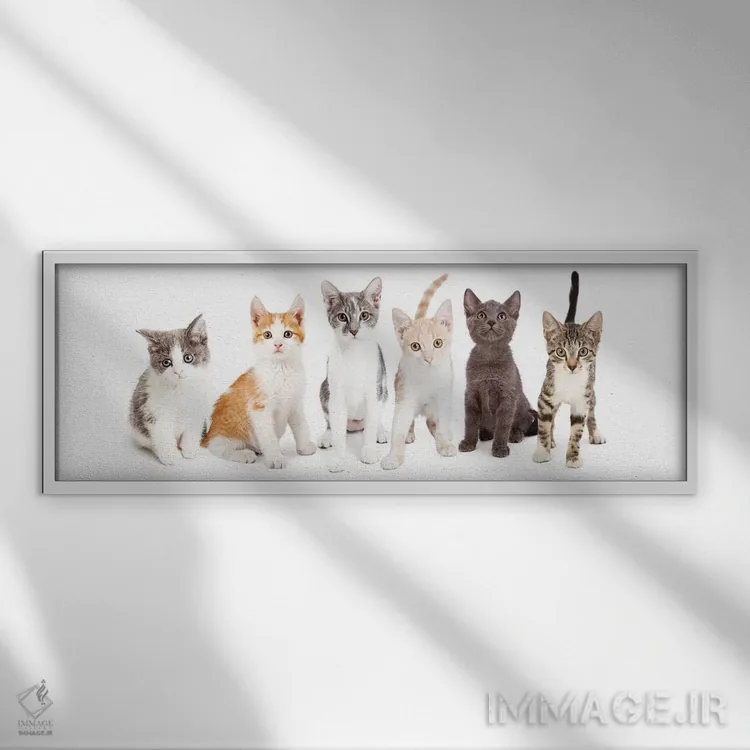 تابلو دکوراتیو ردیفی از بچه گربه های بامزه کنار هم اثر سوزان ریچی - نمای قابدار سفید